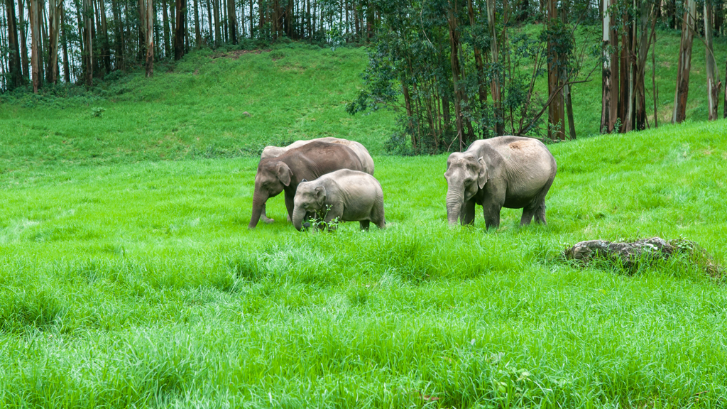 Thekkady Periyar wildlife tour package Kerala